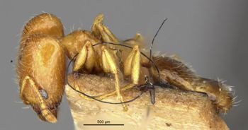 Media type: image;   Entomology 20714 Aspect: habitus lateral view